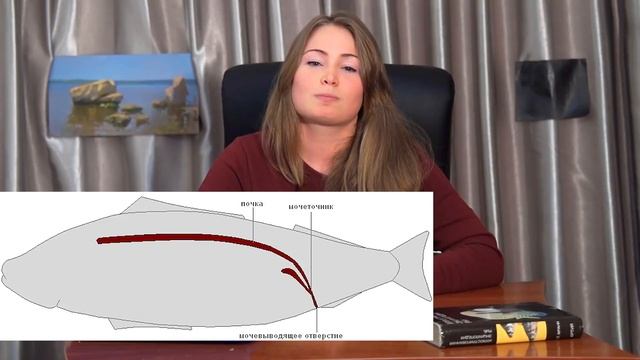 Надкласс Рыбы| Общая характеристика
