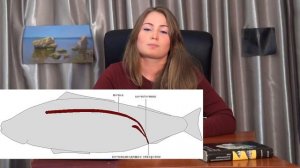 Надкласс Рыбы| Общая характеристика