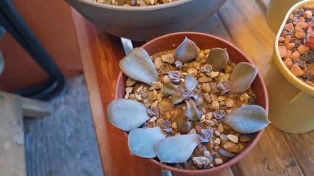Обзор мини коллекции кактусов и сукулентов летом. Уличное содержание. #cactus collection