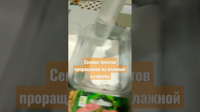 Подготовка к посеву семян томатов.