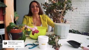 Денежное дерево. Основные правила ухода за денежным деревом зимой. Красула или Толстянка.