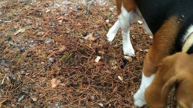 осенний лес примус шмель смотреть онлайн