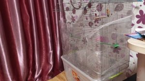 Уход и содержание попугая корелла!Какая должна быть клетка у корелл и средних пород попугаев???