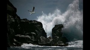 Глупый пингвин робко прячет тело жирное в утёсах)))ПОСВЯЩЕНИЕ.