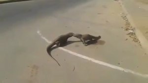 Два ящера выясняют отношения на дороге в Индии