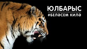 БЕЛӘСЕМ КИЛӘ: юлбарыс / Тигр / Tiger
