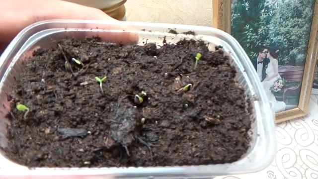 На шестой день появились всходы цветов... Включила подсветку... смотреть онлайн