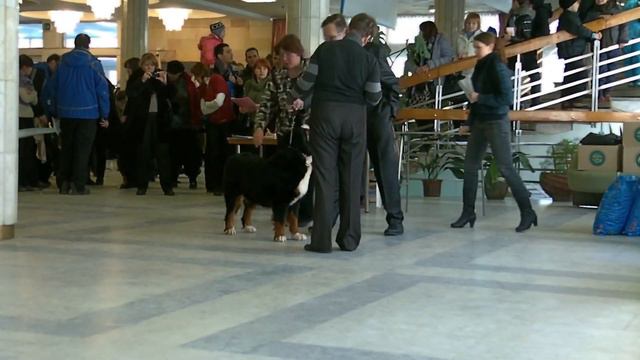 Чарминг Беар Шалунья смотреть онлайн