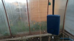 Мускусная утка на мясо выгодно или нет !?