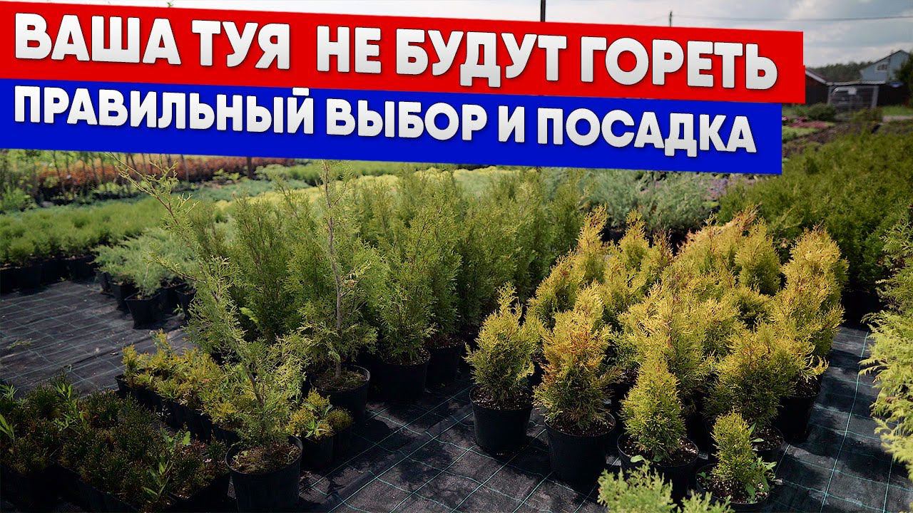 Ваша туя не будут гореть - правильный выбор и посадка