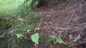 Ложный белый гриб (или гнилой подберезовик) под ёлкой на Западном Березовом острове