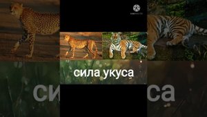 Амурский тигр против гепарда!