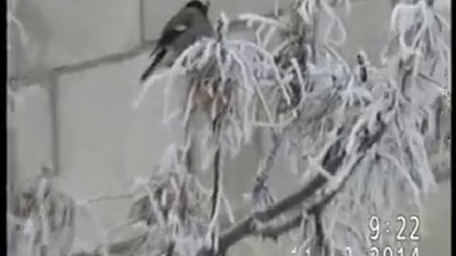 СНЕГИРИ В ПАВЛОДАРЕ смотреть онлайн