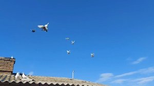 Николаевские голуби Донецкая область 6