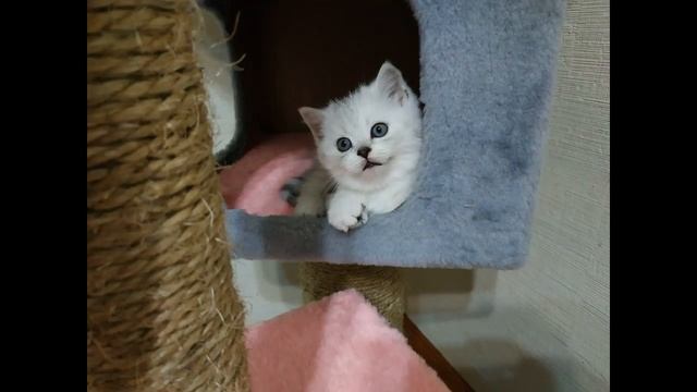 ЛУЧШИЕ ФОТО САМЫХ КРАСИВЫХ КОТЯТ В МИРЕ ? Милые Котята Скоттиш фолд и Скоттиш страйт Кошки Хлои