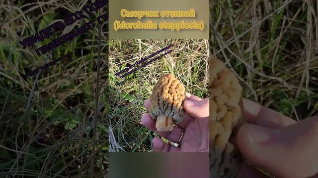 ❗Сморчок степной (Morchella steppicola), 14 апреля 2023 года❗ #грибы2023 #грибомания #сморчки