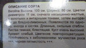 В ОБИ АКЦИЯ НА РОЗЫ !!! Сорта и описание.