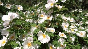 Rosa ´Nevada´