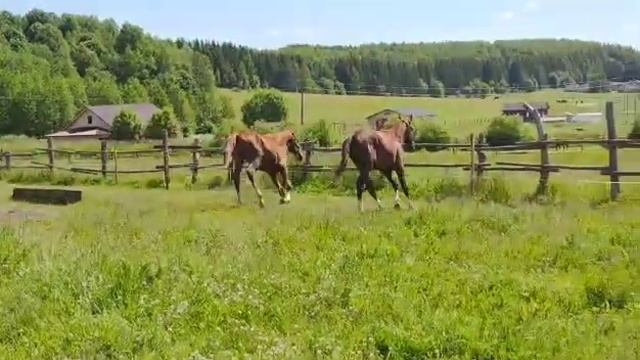 2 жеребчика 2021 линии Sandro Boy продажа лошадей в Беларуси конный рынок смотреть онлайн