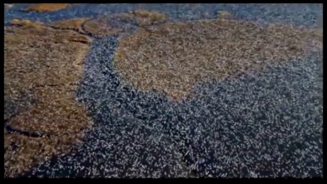 Licopodio - Anhiera смотреть онлайн