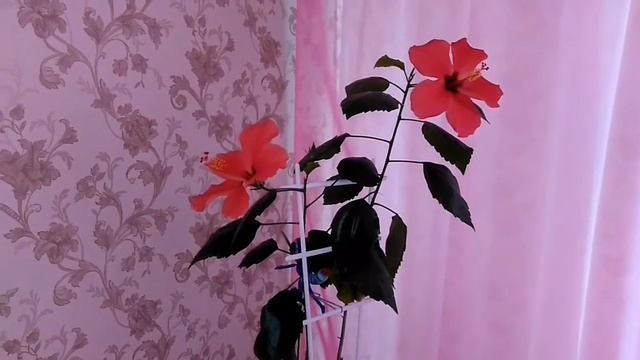 С 1 июля,новые правила для пенсионеров.ФНС просит указать,дополнительные доходы! смотреть онлайн