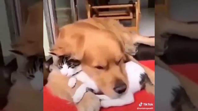 Самая крепкая дружба / пятница/ animal смотреть онлайн