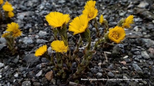 Ответы Mail.ru: Почему мать-и-мачеха так называется?