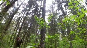 Третий день сбора чаги.Лазаем по склону горы.