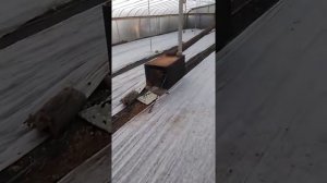 Клубника в теплице, выращивание и уход!!!