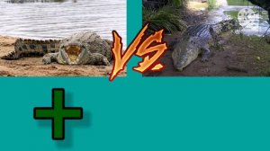 Нильский крокодил vs Гребнистый крокодил
