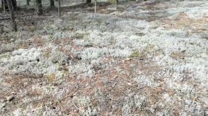 за белыми грибами#поиск белых грибов 2022