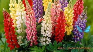 Люпин многолистный Микс (lupinus polyphyllus mix) ? люпин Микс обзор: как сажать семена люпина Микс