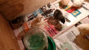 VID_037. Первый опыт с выведением цыплят.