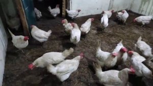 КУРЫ НЕСУТ ЯЙЦА? ОЧЕНЬ ХОРОШО? НО ГРЯЗНЫЕ ЧТО ДЕЛАТЬ