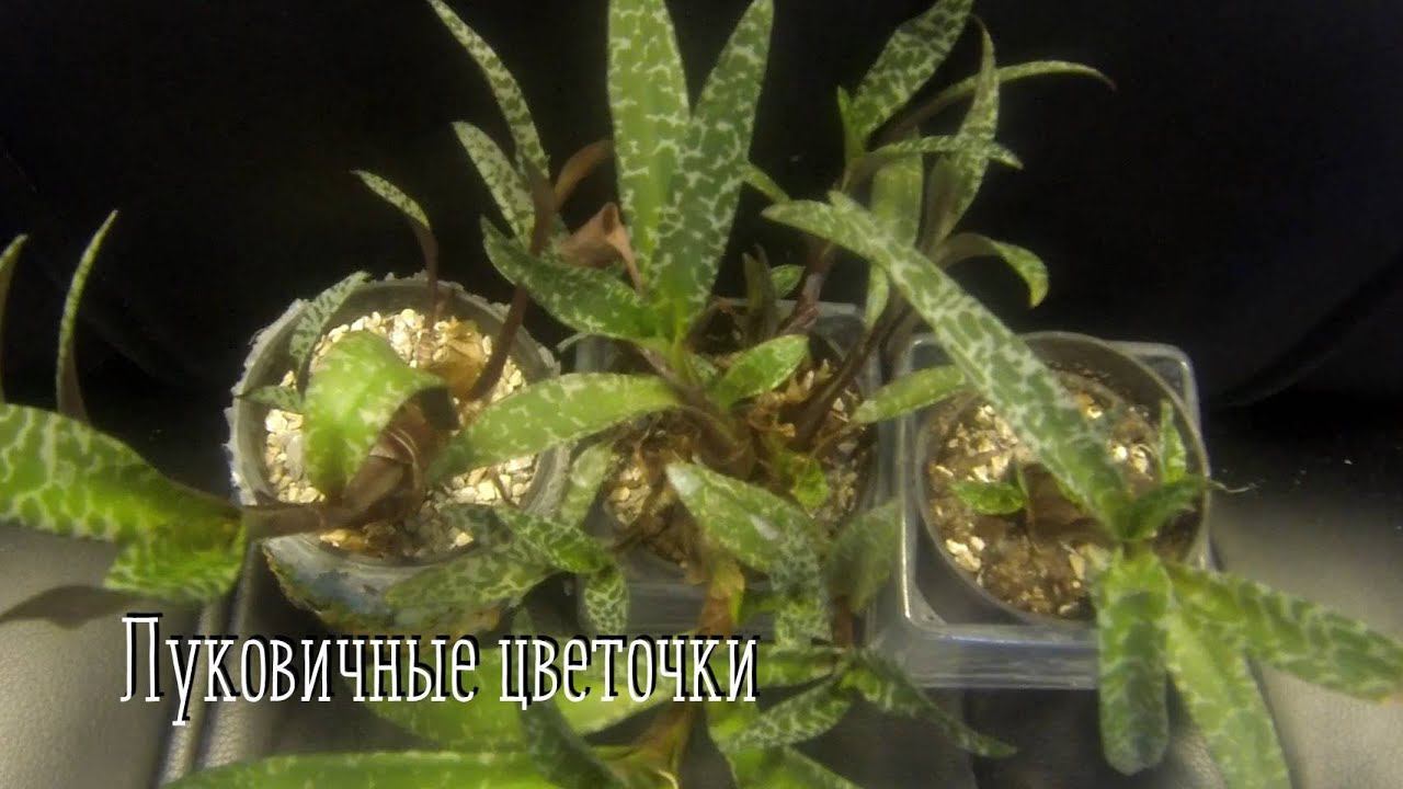 Комнатные цветы. Луковичные растения. Обзор цветов.