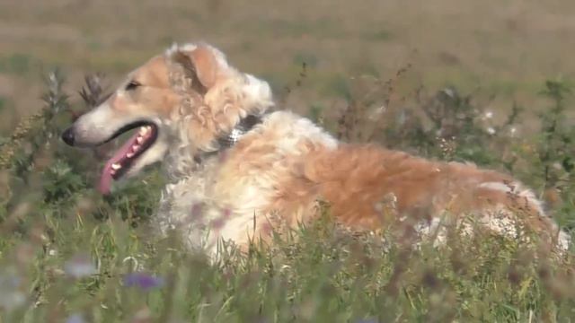 Медленный танец борзых смотреть онлайн