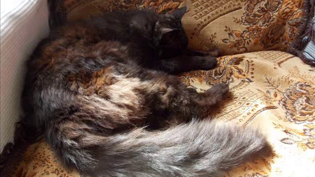 Чёрный Бумер хаха смотреть онлайн