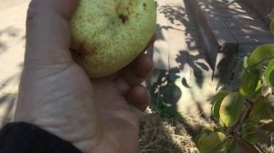 Груша Дельвимор и Конкорд