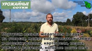ЕСЛИ ПОРТУЛАК ЖИВЕТ У ВАС В ОГОРОДЕ - НЕ УНИЧТОЖАЙТЕ ЕГО ПОЛНОСТЬЮ! Избавляемся от портулака с умом