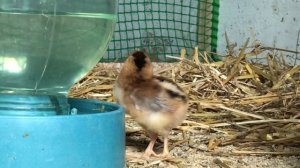 Порода кур Араукана