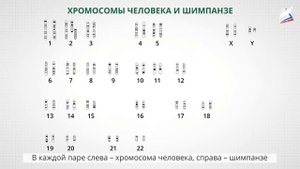 Ближайшие "родственники" человека среди животных. Этапы эволюции приматов