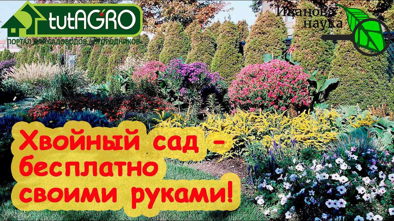СВОИ САЖЕНЦЫ - ХОТЬ ТЫЩАМИ и БЕСПЛПАТНО! Эффективный способ размножения туи, можжевельника и хвойных