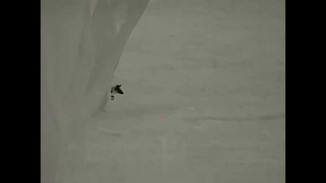 Mixed bag with the FX Dreamline .25 cal and Infiray Rico RL42. смотреть онлайн