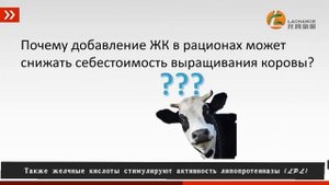 Предотвращая от ожирения печени коровы, снижать себестоимость кормлении