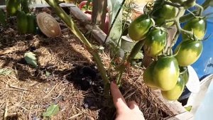 Томат Де барао чёрный в ог.