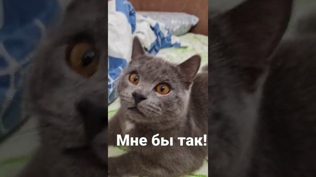 Без кота жизнь не та??? #кошки.#анекдоты.