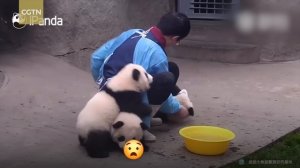 Cute alert! Giant panda cuddles with keeper during shower time