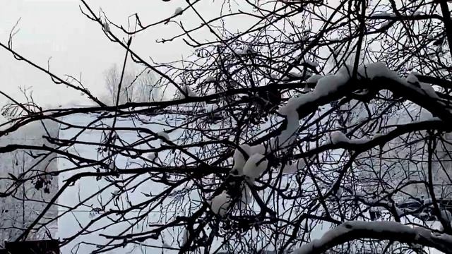 Снегири на рябине. Кемь.Bullfinches on a rowan tree. By Kem. смотреть онлайн