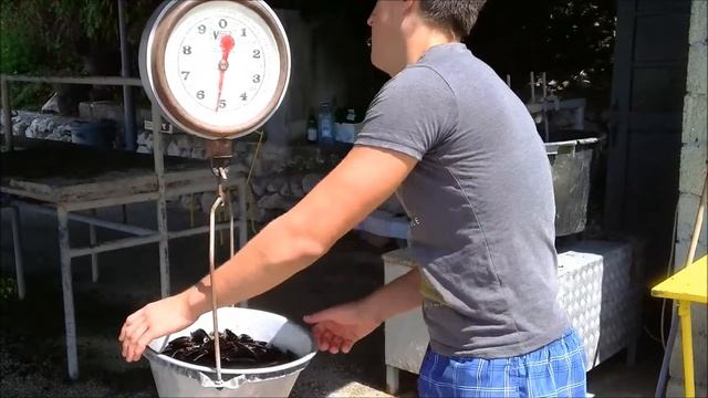 Покупка черных мидий на ферме, Черногория смотреть онлайн