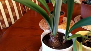 ГИППЕАСТРУМ  отцвел. Что дальше?